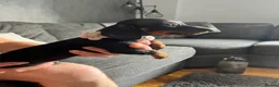 Dachshund dogs for sale: Dachshund puppies - Advert 2