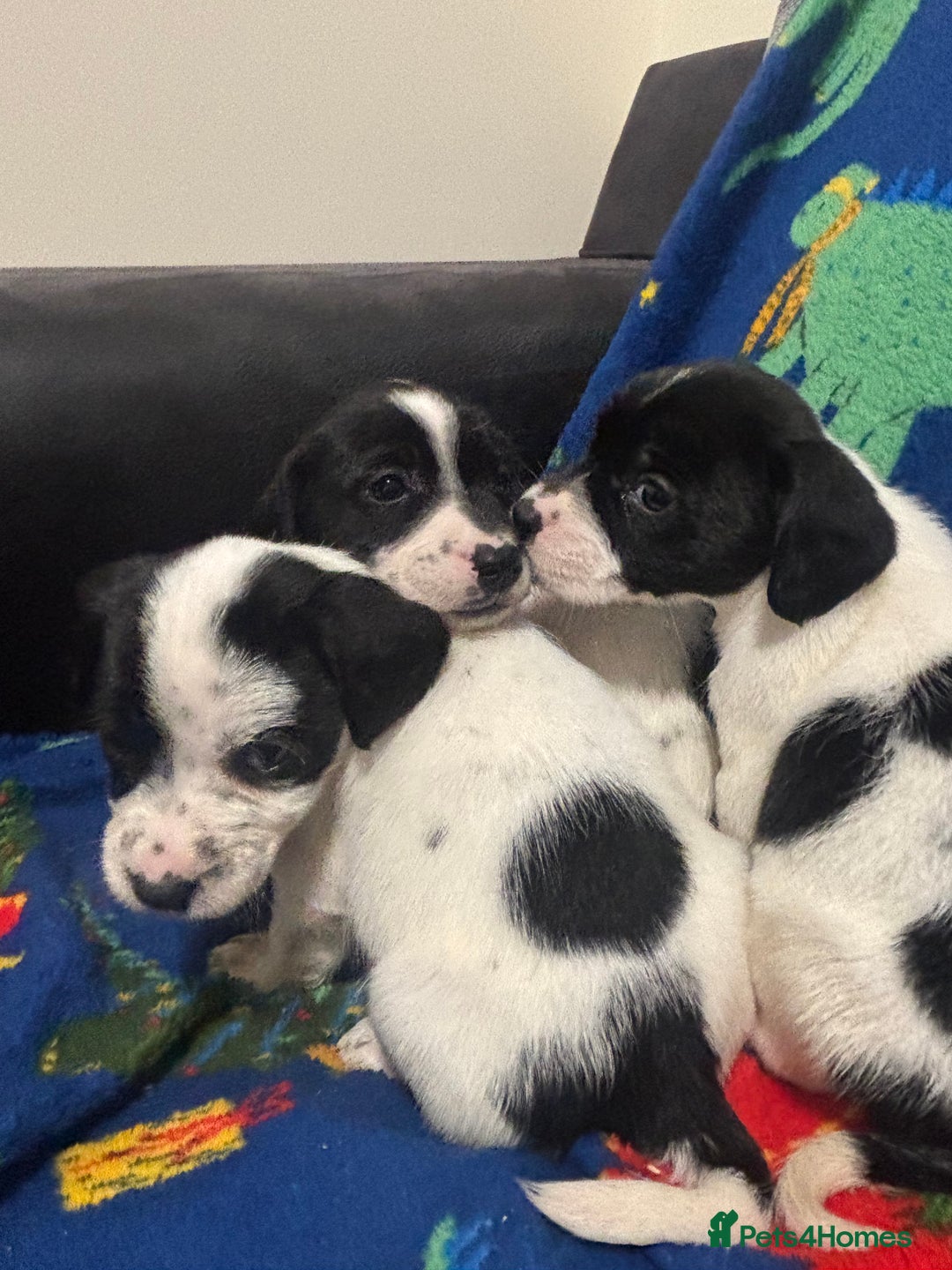 Mixed Breed dogs for sale: Cocker spaniel cross jack russel  - Advert 2