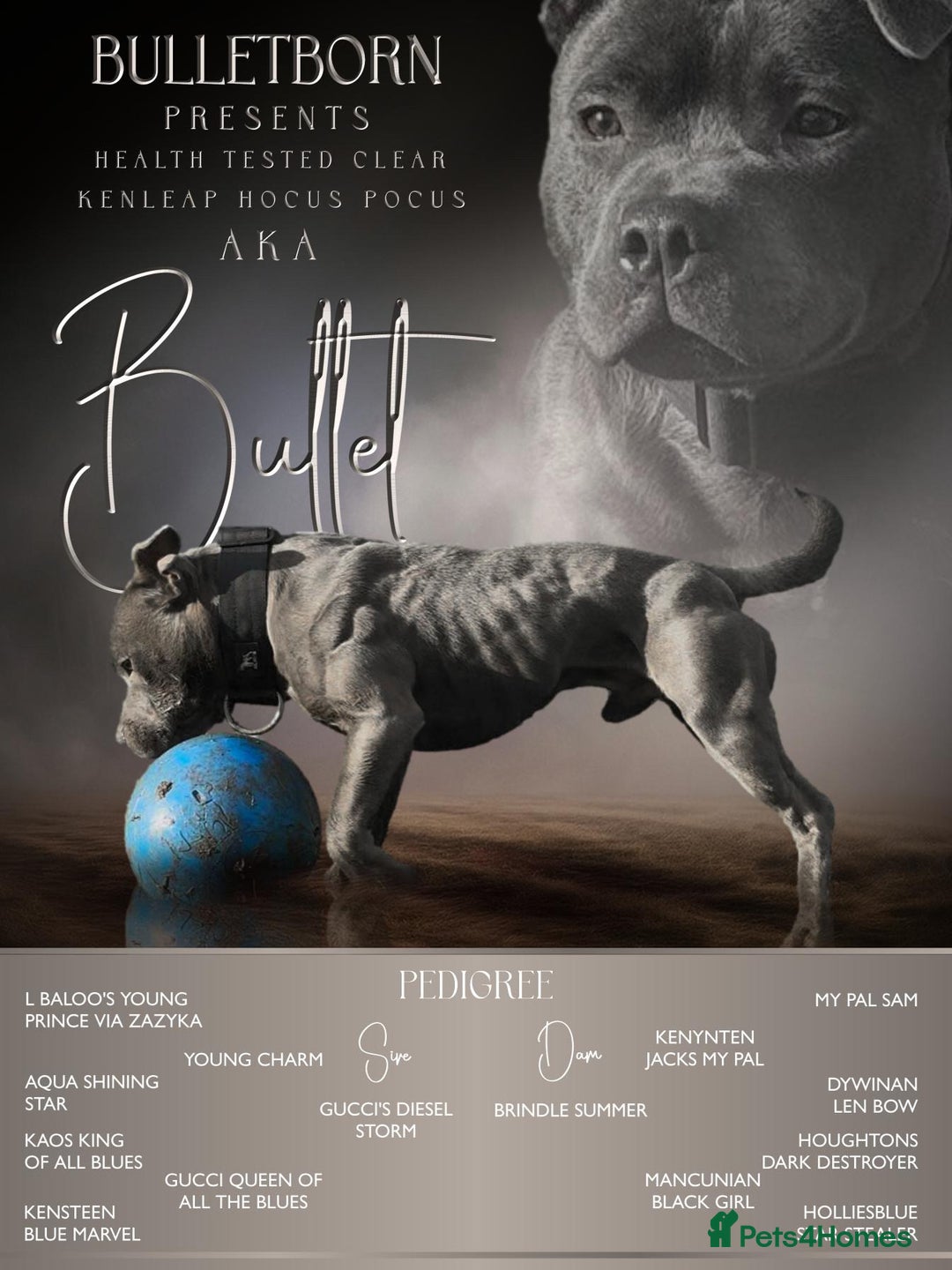 Staffordshire Bull Terrier dogs for stud: Elite Staffy Bullet - Advert 1