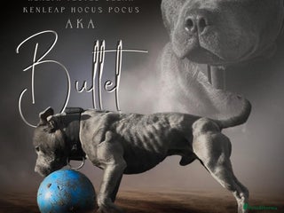 Staffordshire Bull Terrier dogs Elite Staffy Bullet - Advert 1