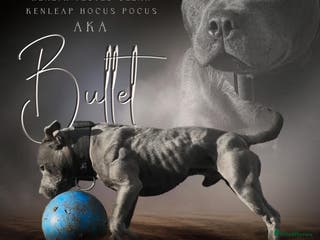 Staffordshire Bull Terrier dogs Elite Staffy Bullet - Advert 3