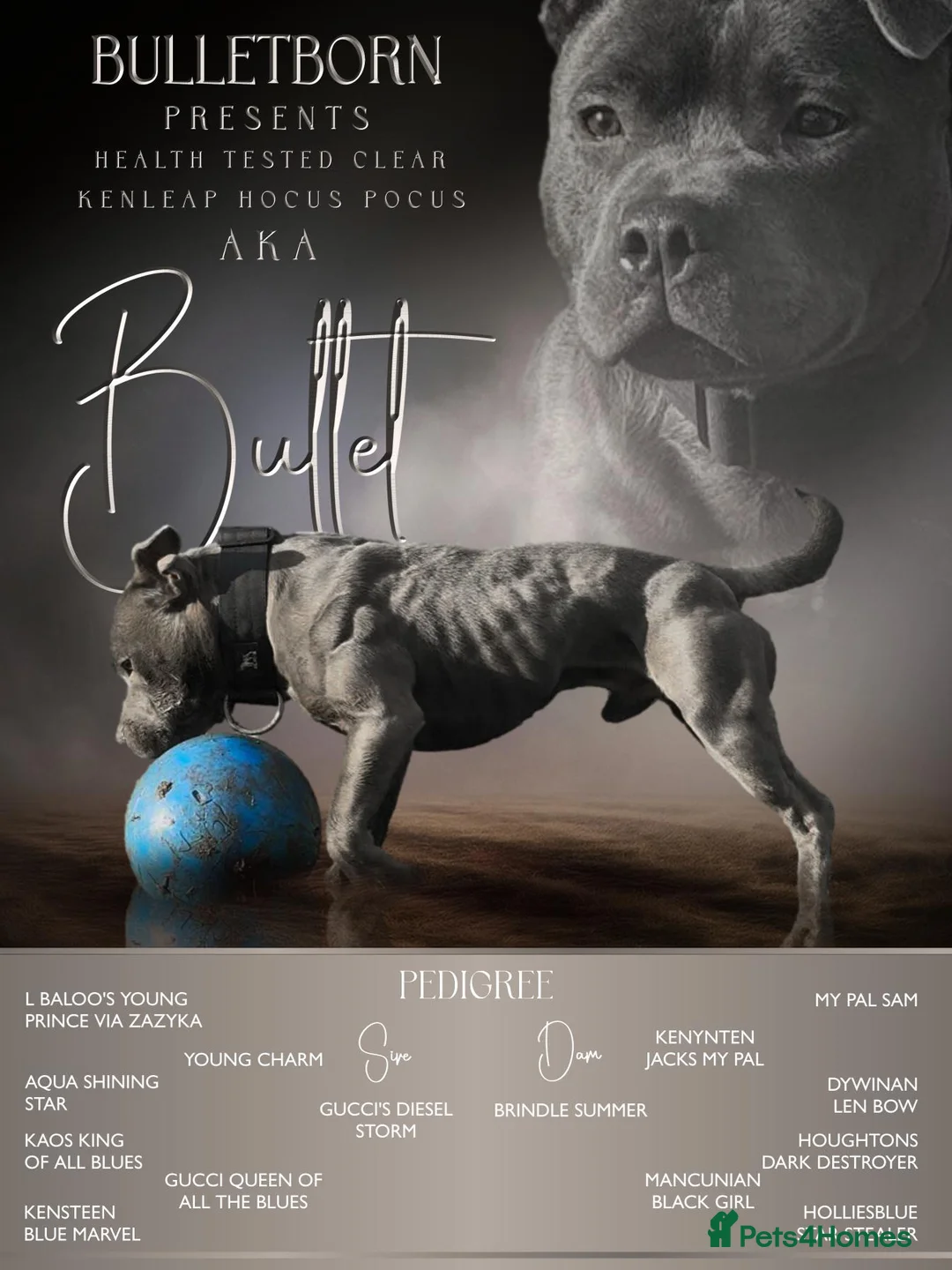 Staffordshire Bull Terrier dogs for stud: Elite Staffy Bullet - Advert 1