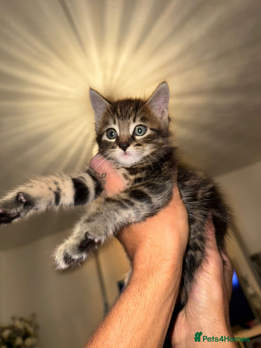 Domestic Shorthair cats for sale: 2 little kittens looking for thier forever home - Image 2