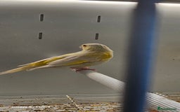 Canaries birds for sale: Irish fancy canary  - Image 14
