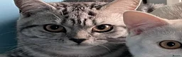 British Shorthair cats for sale: BSH boy and girl, spayed - Advert 25