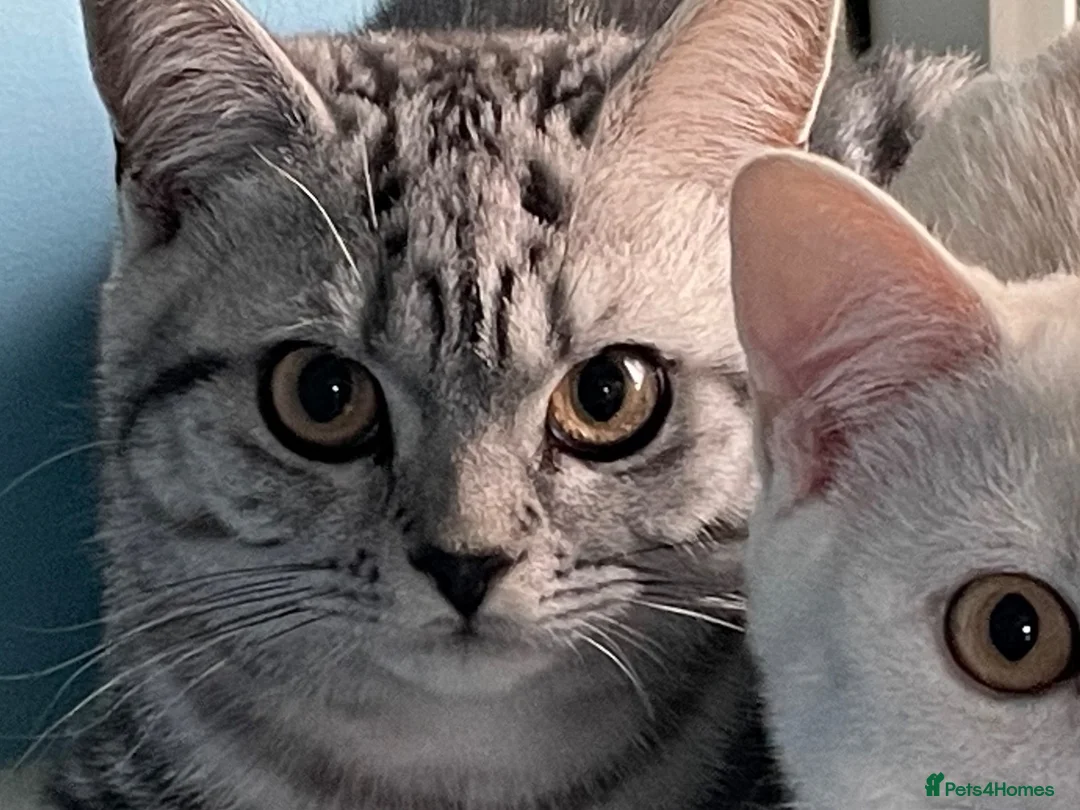 British Shorthair cats for sale: BSH boy and girl, spayed - Advert 25
