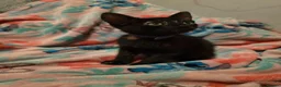 Mixed Breed cats for sale: 7 beautiful kittens - Advert 37