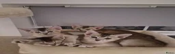 Abyssinian cats for sale: GCCF-registered usual silver Abyssinian kitten - Advert 13