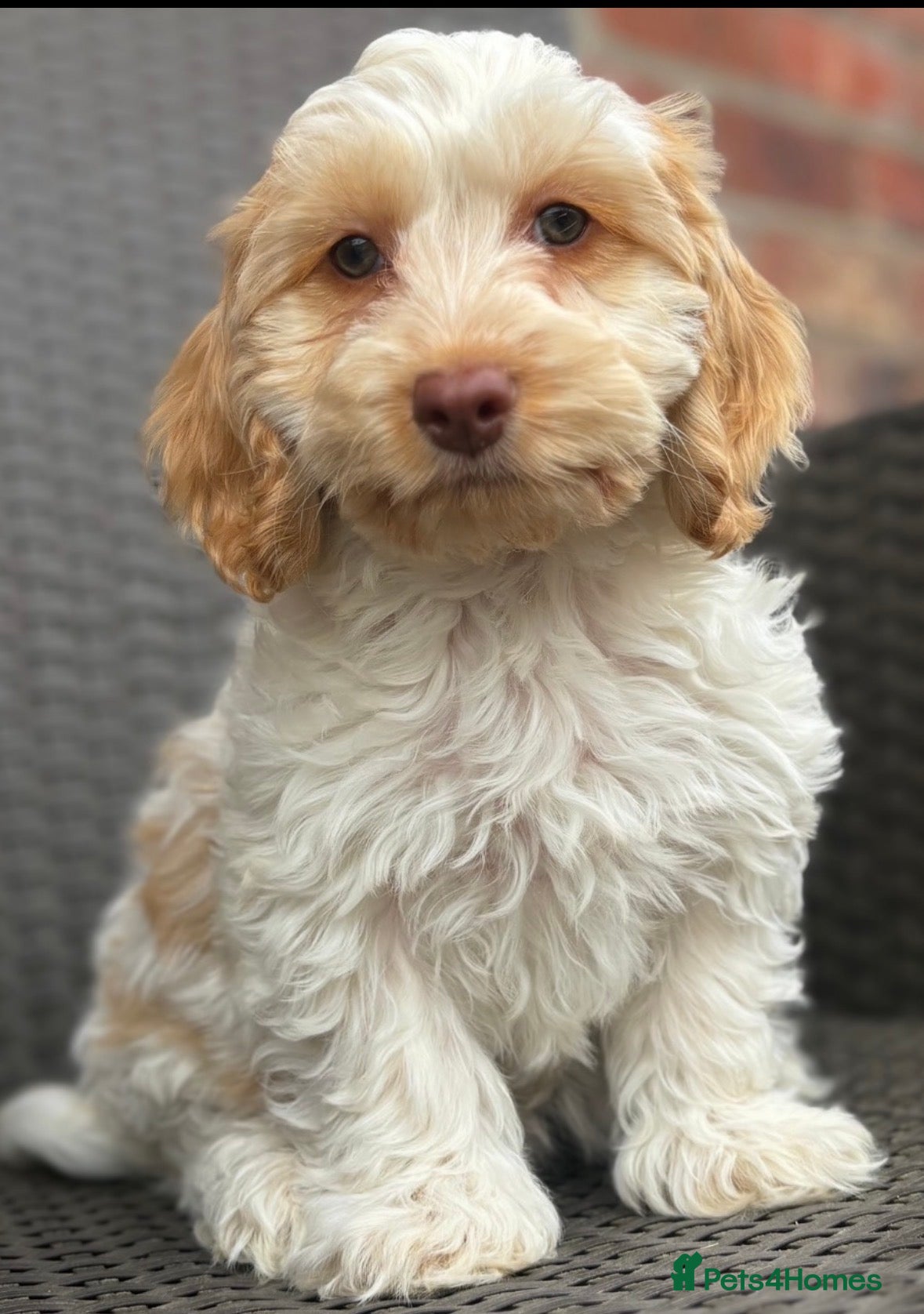 Cockapoo dogs F1 cockapoo puppies  - Advert 1