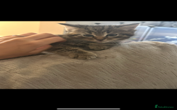 Mixed Breed cats for sale: Mixed breed kittens  - Image 5