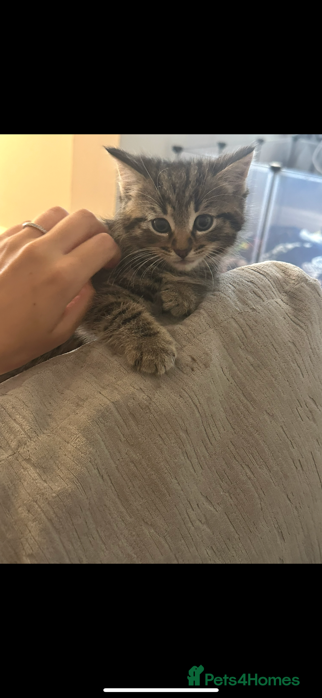 Mixed Breed cats for sale: Mixed breed kittens  - Image 5