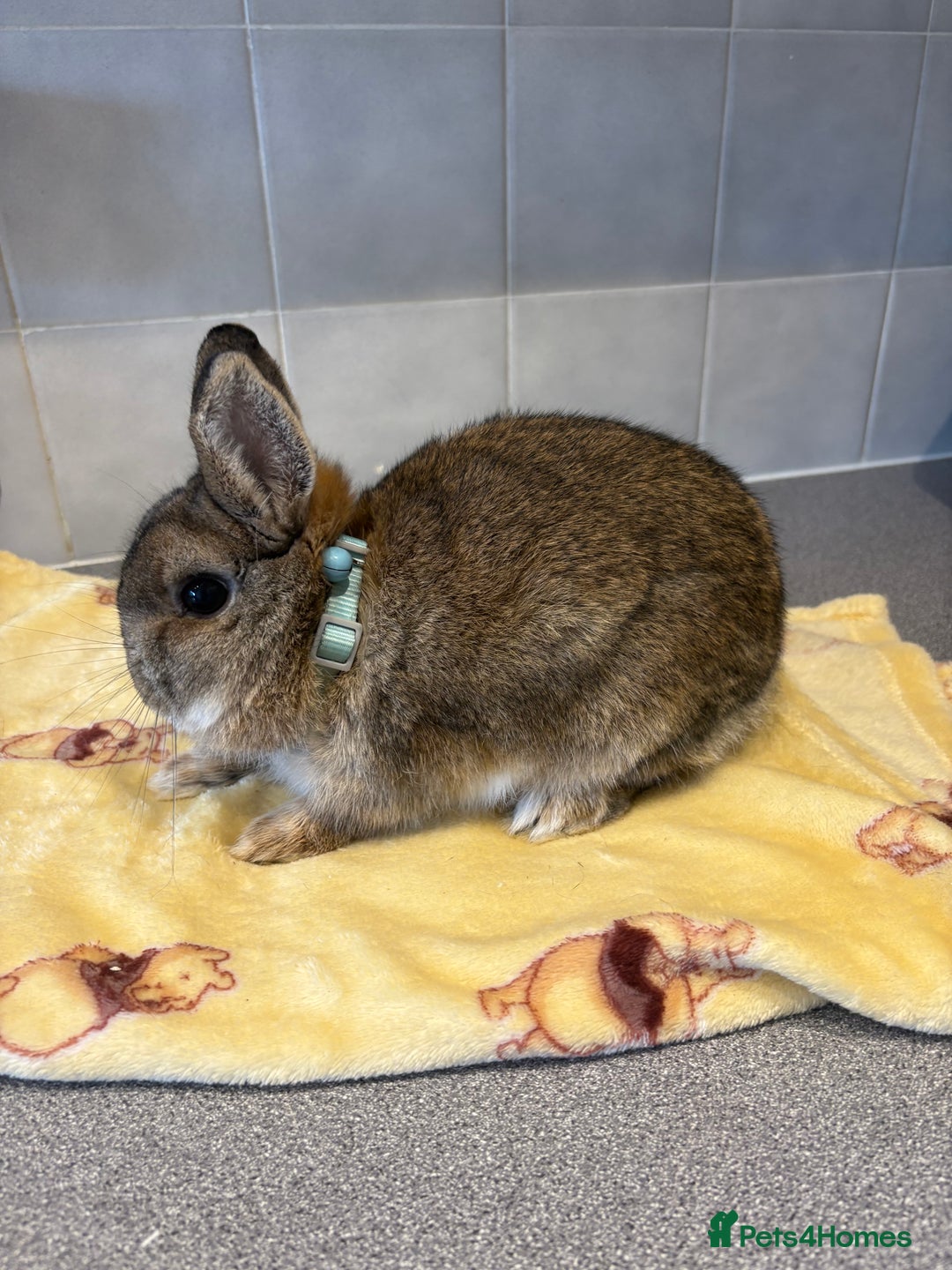 Netherland Dwarf rabbits for sale: Pure Netherland Dwarfs - Advert 8