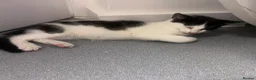 Domestic Shorthair cats for sale: Little kitties for Sale  - Advert 7