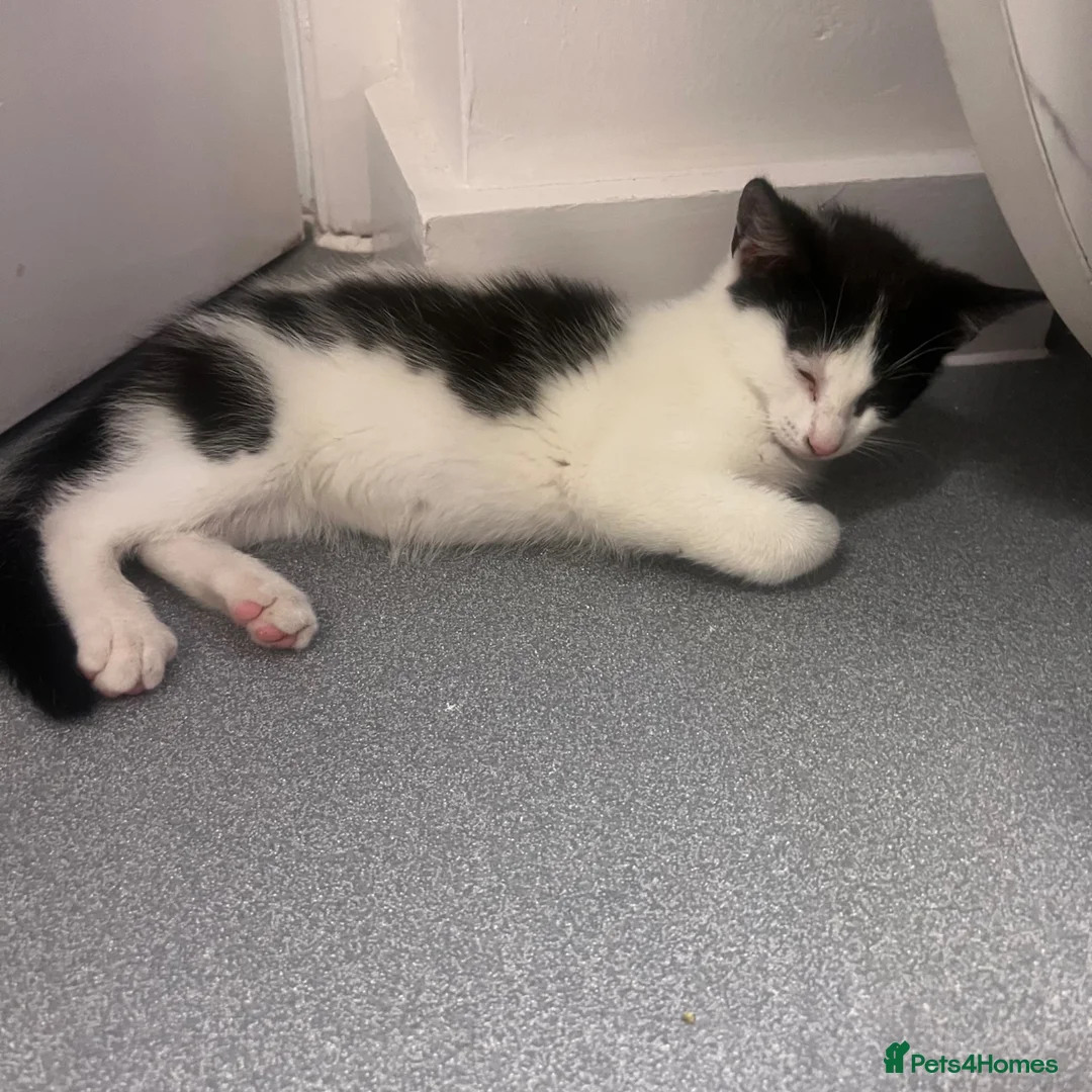 Domestic Shorthair cats for sale: Little kitties for Sale  - Advert 7