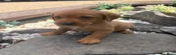 Labrador Retriever dogs for sale: Fox red Labrador  - Advert 9