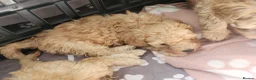Mixed Breed dogs for sale: Little mini poodle boys! - Advert 9