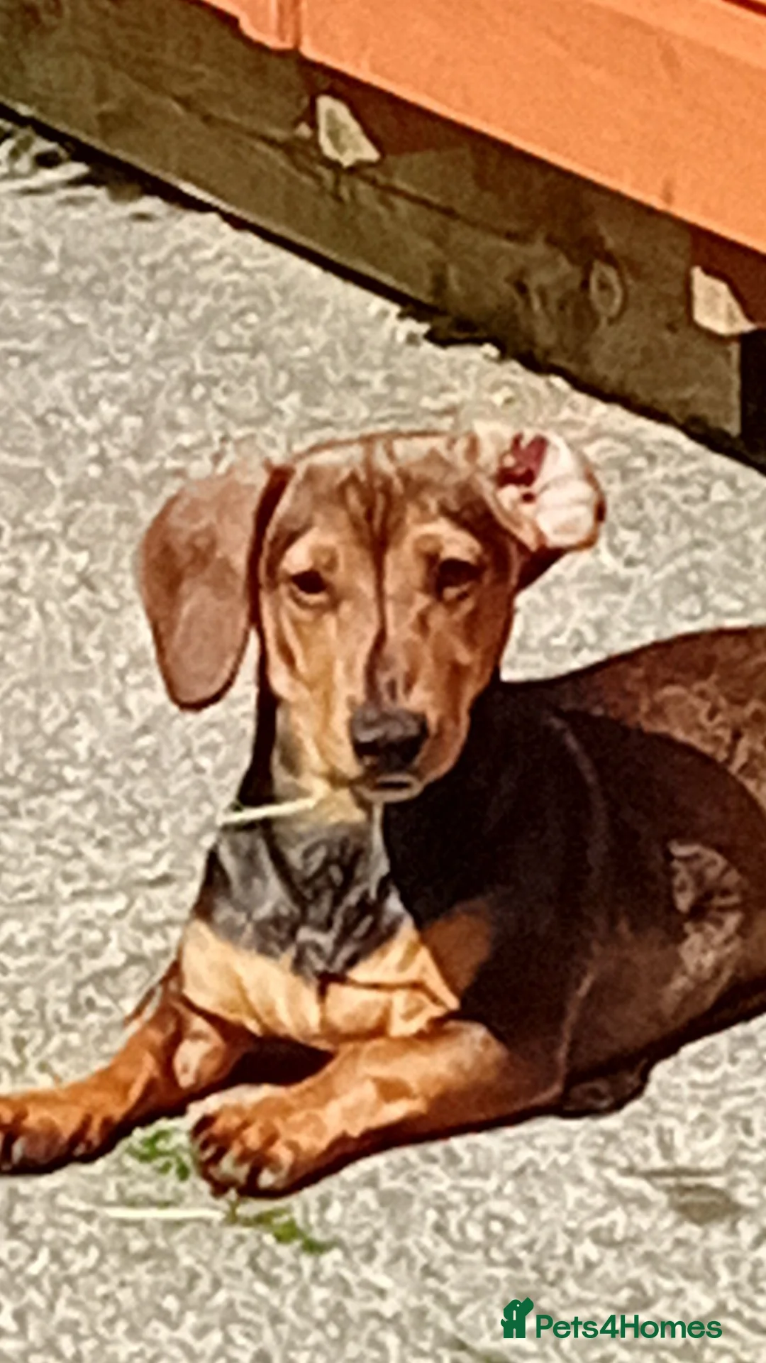 Jackshund dogs for sale: Jackshund  in Girvan - Advert 1