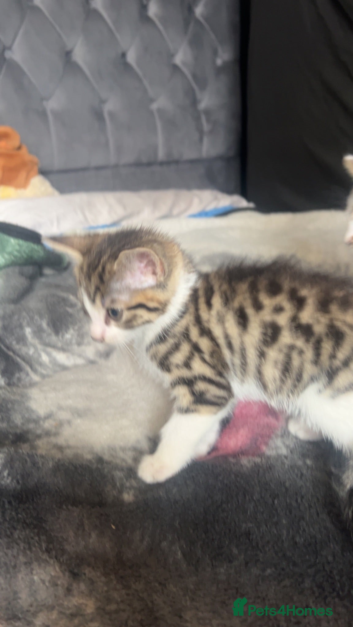 Mixed Breed cats Kittens - Advert 12