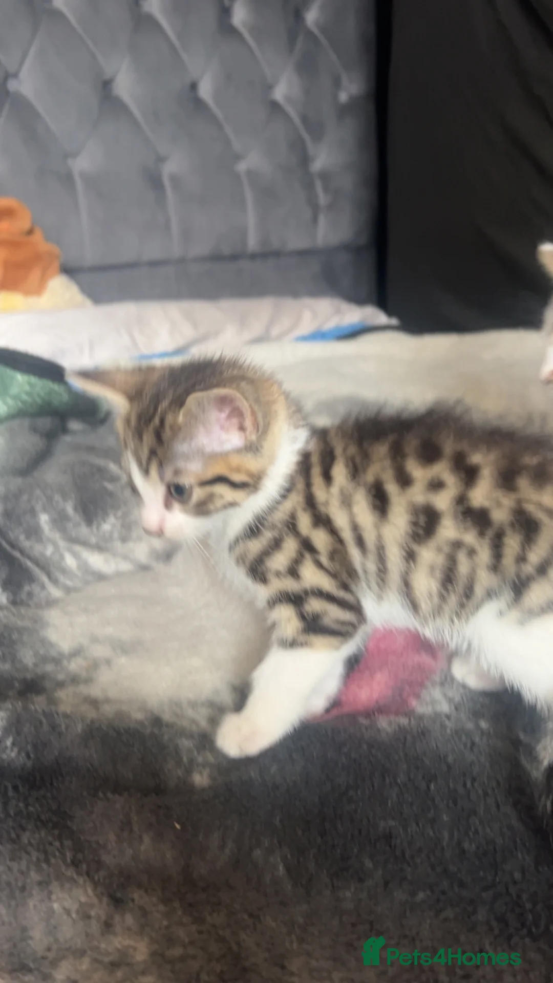 Mixed Breed cats for sale: Kittens in Mansfield - Advert 1