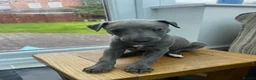 Whippet dogs for sale: Beautiful KC Registered Blue Whippet Puppies - Advert 7