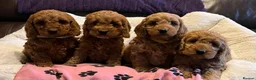 Cockapoo dogs for sale: Stunning cockapoo puppies  - Advert 14