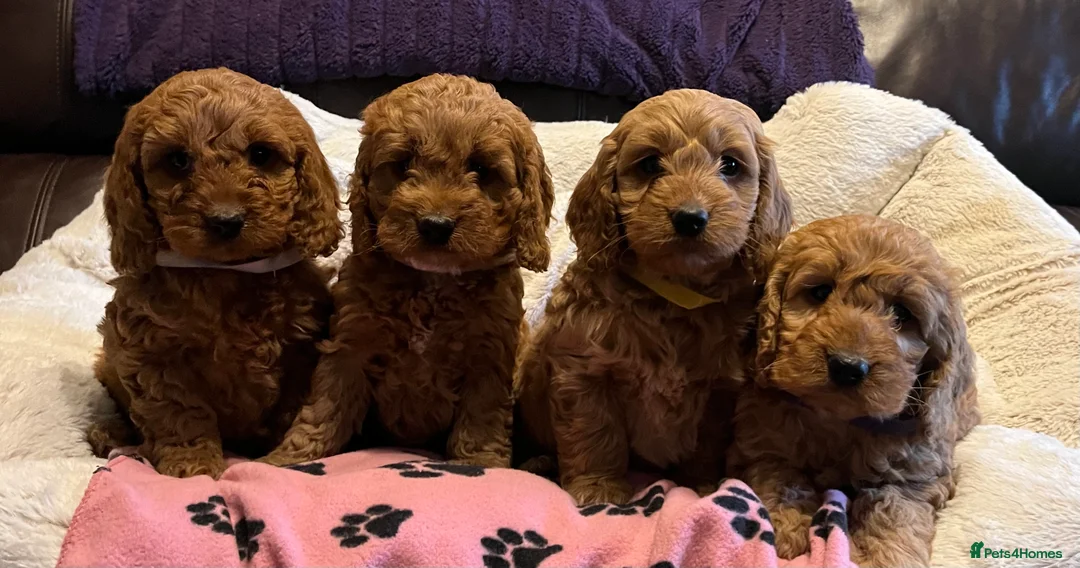 Cockapoo dogs for sale: Stunning cockapoo puppies  - Advert 14
