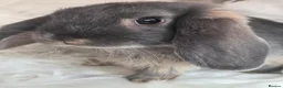 Mini Lop rabbits for sale: Beautiful mini lops boys and girls avalible . - Advert 4