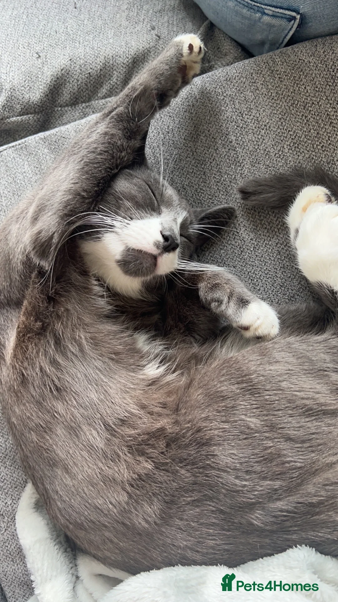 British Shorthair cats for sale: Mabel and Tommy  in Westbury - Advert 2