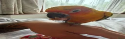 Conures birds for sale: Young sun conure and blue pallid Quaker  - Advert 2