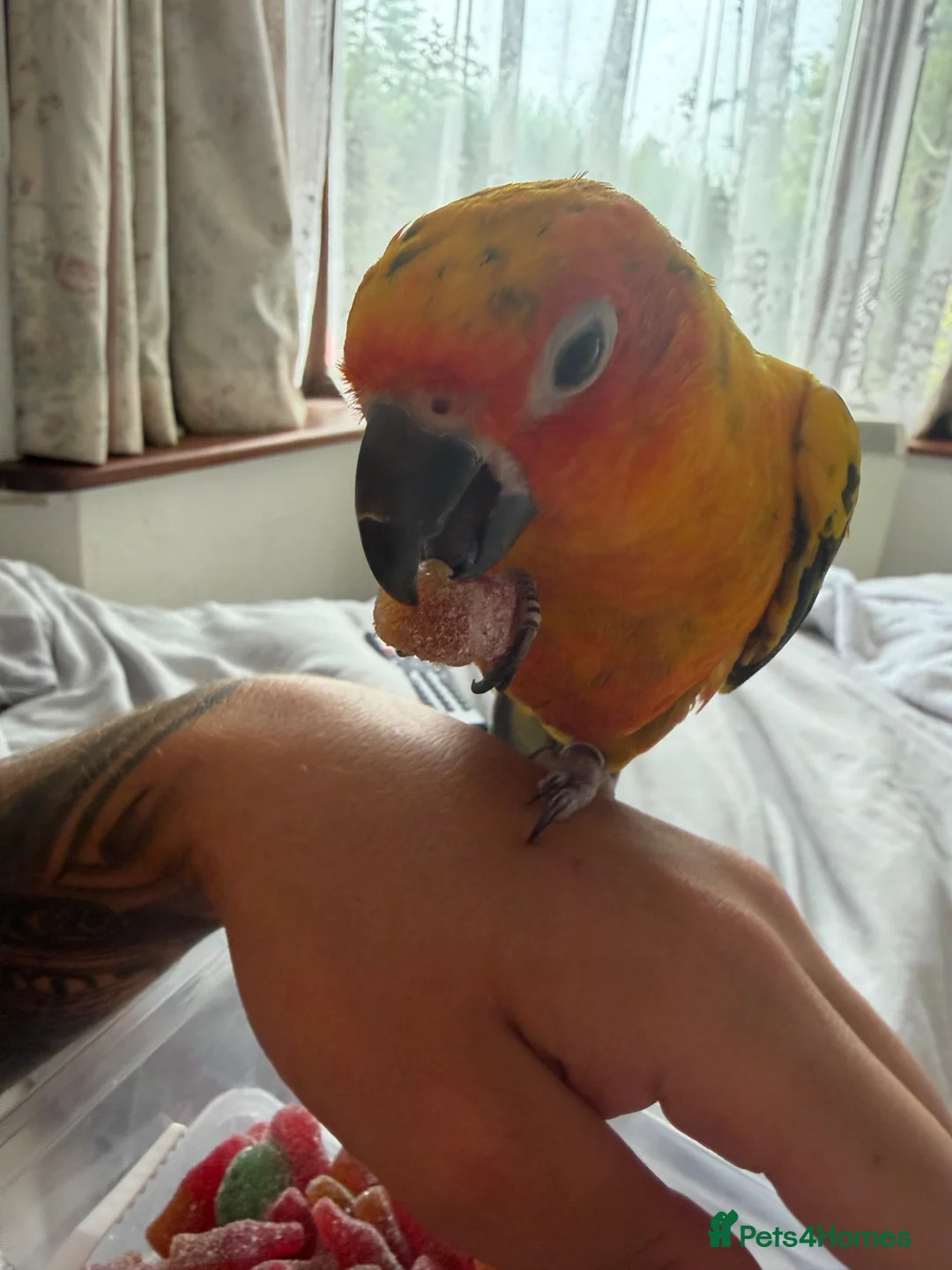 Conures birds for sale: Young sun conure and blue pallid Quaker  - Advert 2