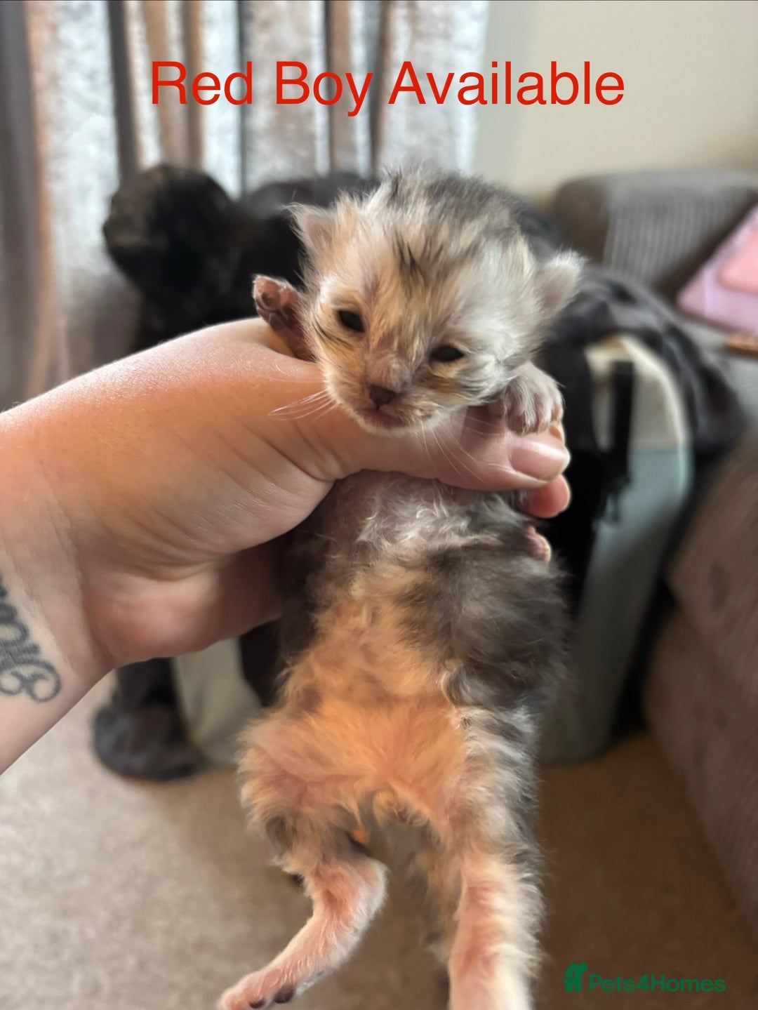 Persian cats for sale: Persian X Mainecoon kittens - Advert 4
