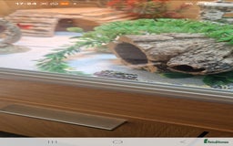 Leopard Gecko reptiles for sale: Leopard gecko Milo  - Image 7