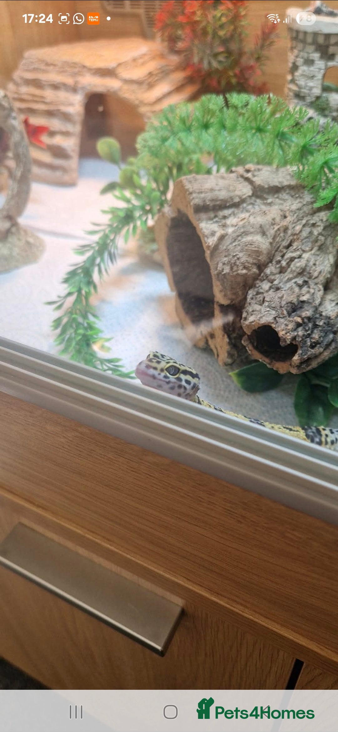 Leopard Gecko reptiles for sale: Leopard gecko Milo  - Image 7