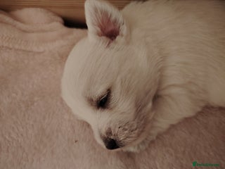 West Highland Terrier dogs West highland terrier puppies pedigree kc reg - Advert 18