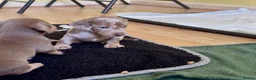 Dachshund dogs for sale: Reg miniature smooth daschunds  - Advert 16