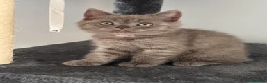 British Shorthair 2