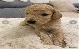 Cockapoo dogs for sale: F2 Cockapoo - Image 19