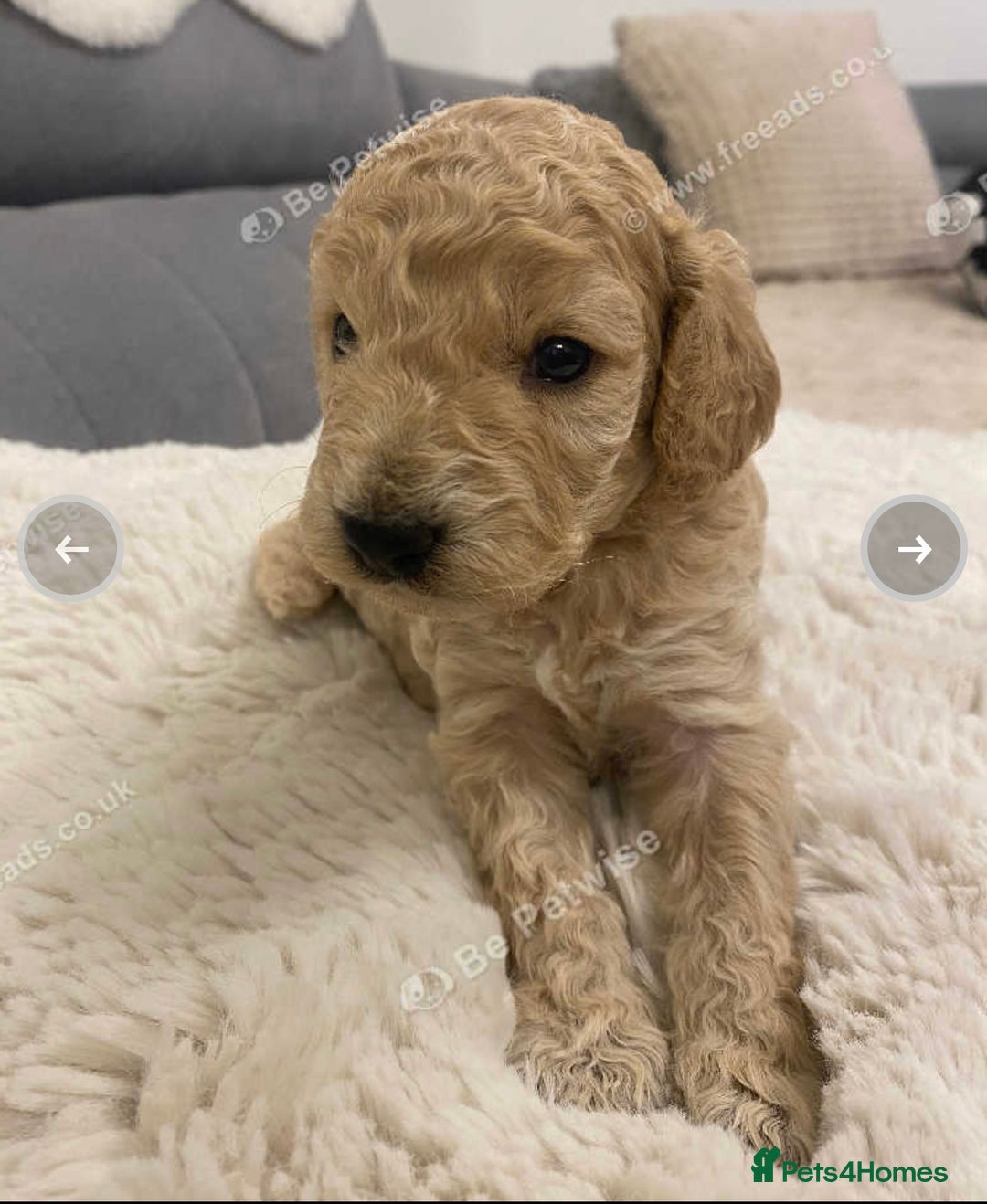 Cockapoo dogs for sale: F2 Cockapoo - Image 19