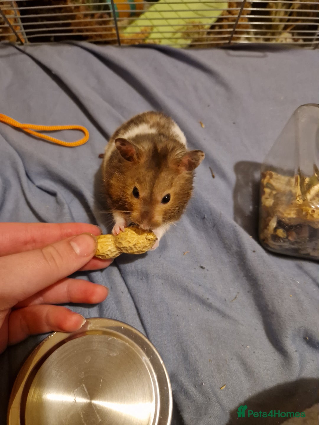 Hamster rodents for sale: The peach female is having babies soon!  - Advert 8