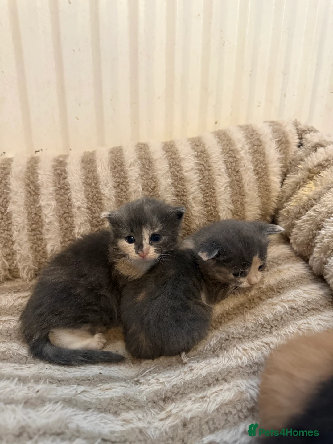 Maine Coon cats for sale: Maincoon mix  - Advert 4