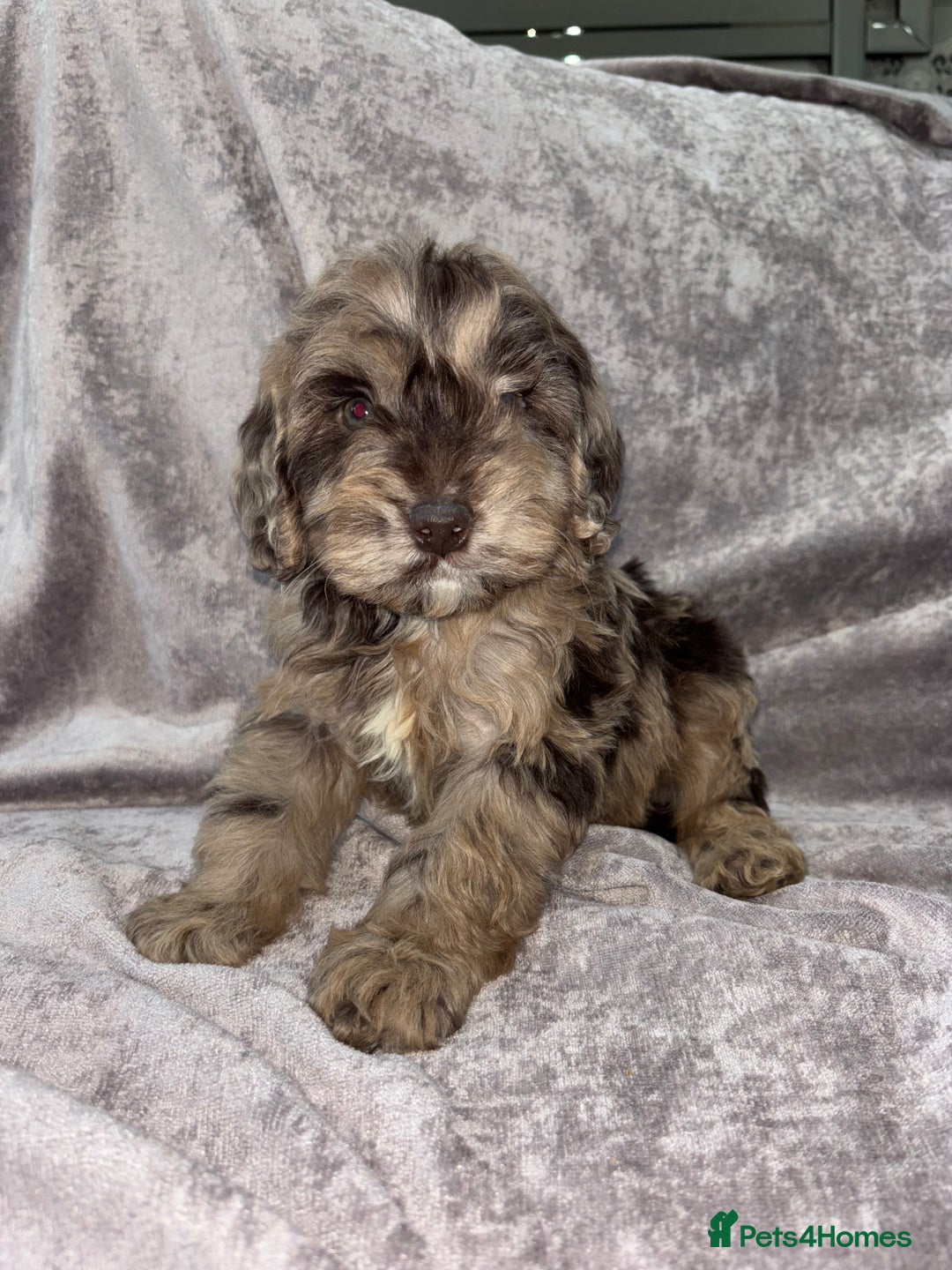 Cockapoo dogs for sale: Gorgeous Cockapoo Puppies  - Advert 6