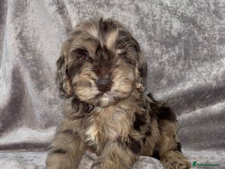 Cockapoo dogs Gorgeous Cockapoo Puppies - Advert 3