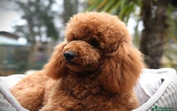 Cavapoo dogs for sale: Miniature cavapoo f1bb puppies - Image 7