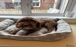 Mixed Breed dogs for sale: Cocker x bedlington puppy’s  - Image 1