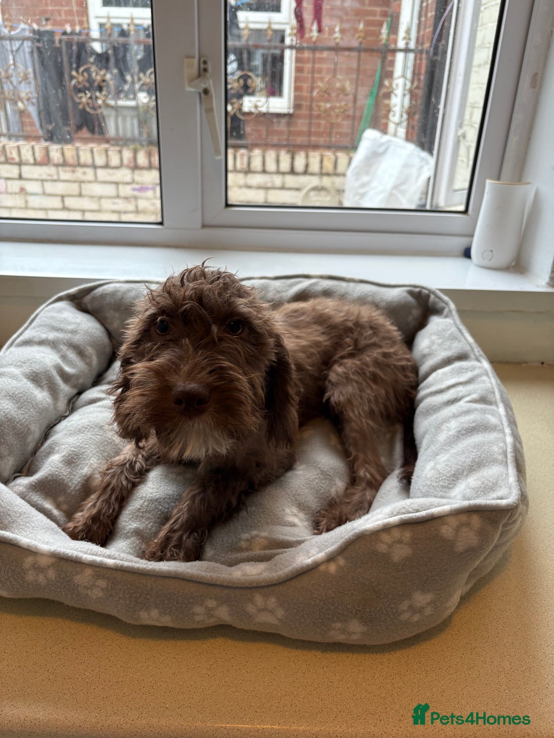 Mixed Breed dogs for sale: Cocker x bedlington puppy’s  - Image 1