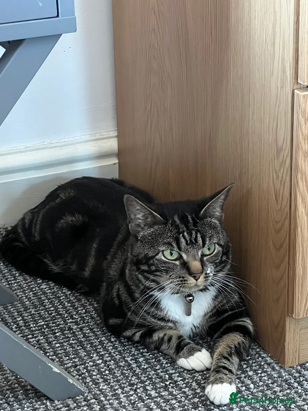Mixed Breed cats for sale: Migo Tabby Cat - Advert 2