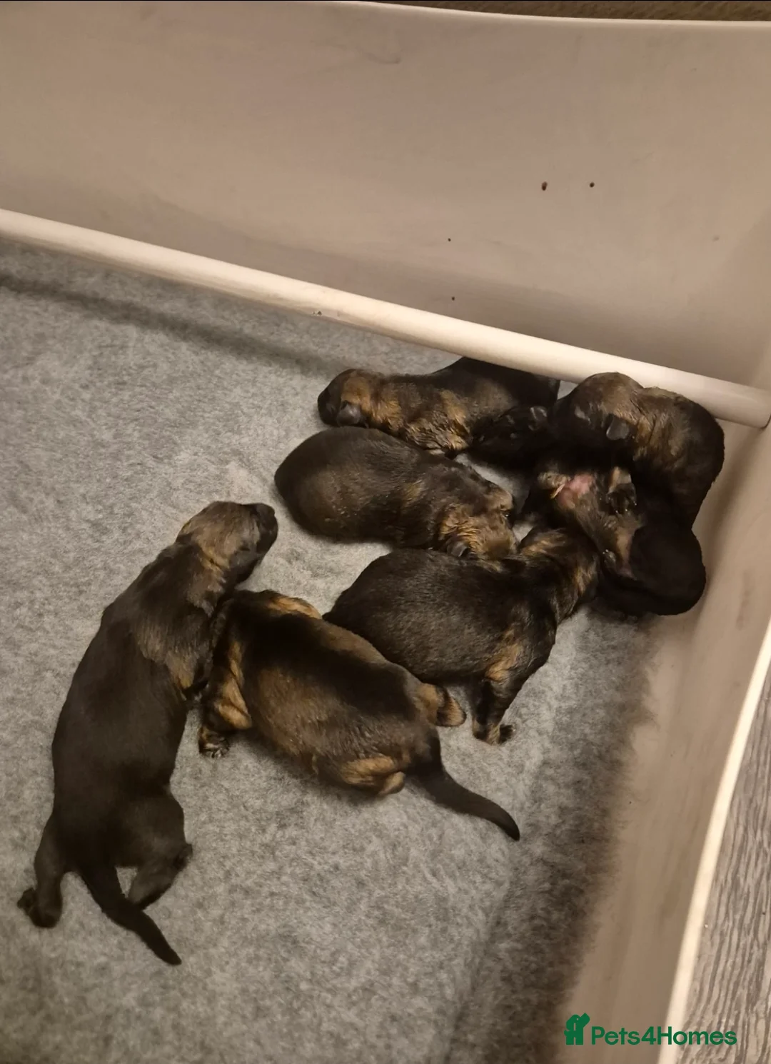 German Shepherd dogs for sale: Working line german shepherd pups  - Advert 3