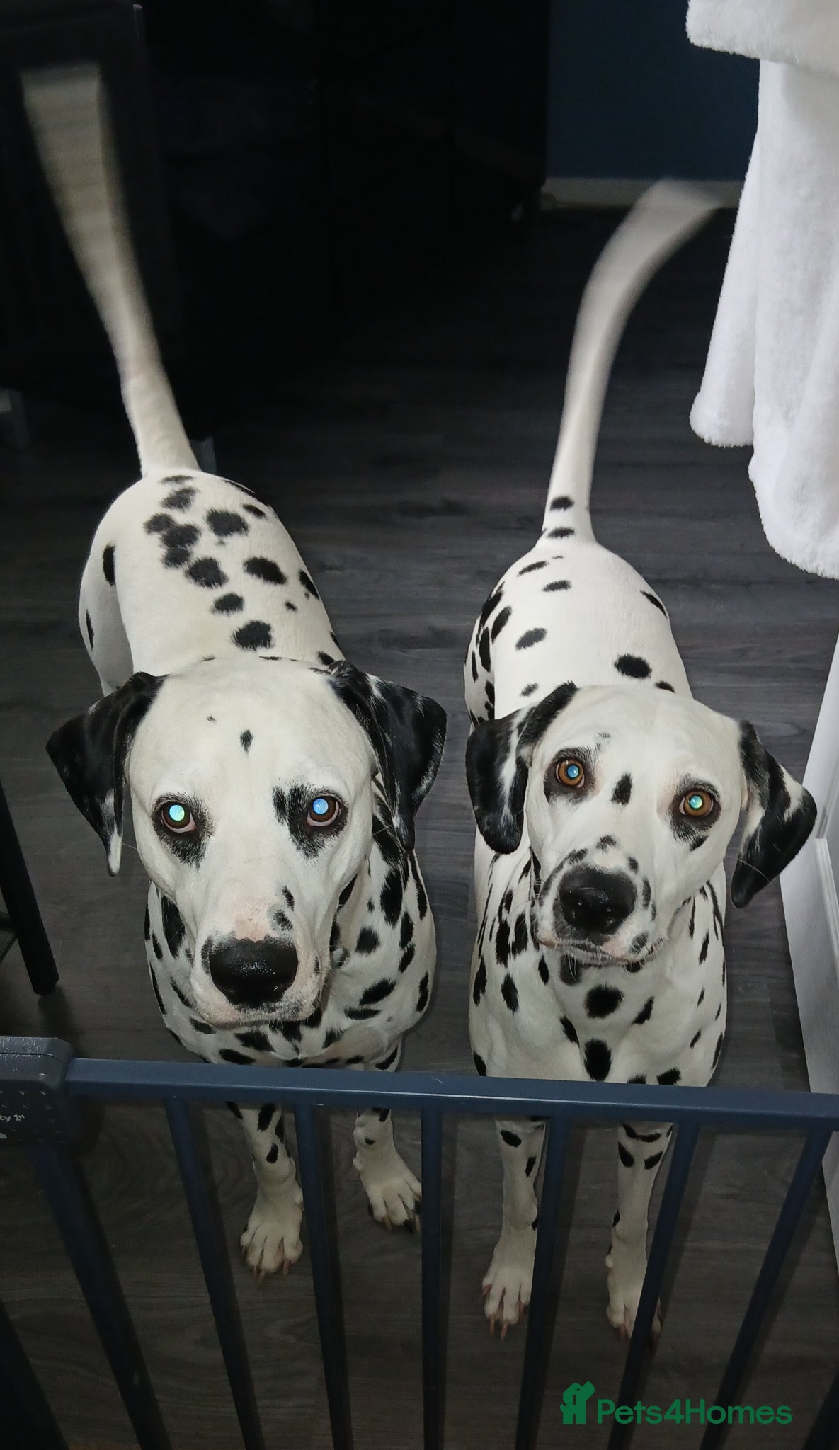 Dalmatian dogs for stud: Dalmatian for stud - Advert 1