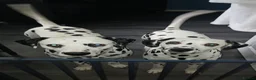 Dalmatian dogs for stud: Dalmatian for stud in Dunfermline - Advert 4