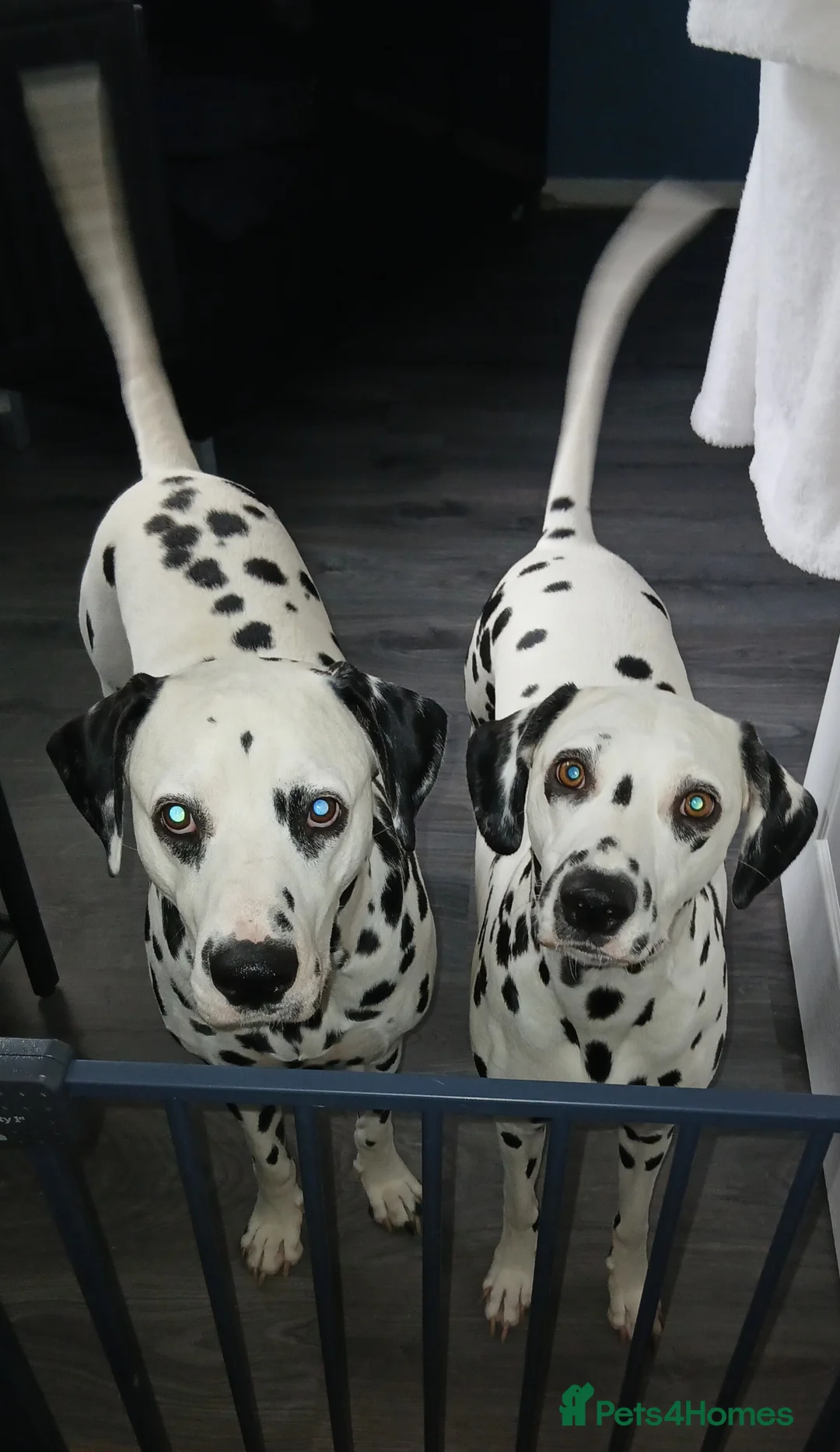 Dalmatian dogs for stud: Dalmatian for stud - Advert 1